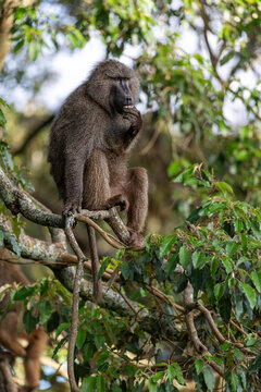Baboon Resting High In The Forest