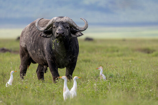Cape Buffalo Among Cattle Egrets