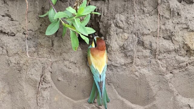 European bee-eater digging a nest hole in a sandy cliff, colorful bird nesting in real time