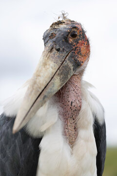 Face To Face With A Marabou
