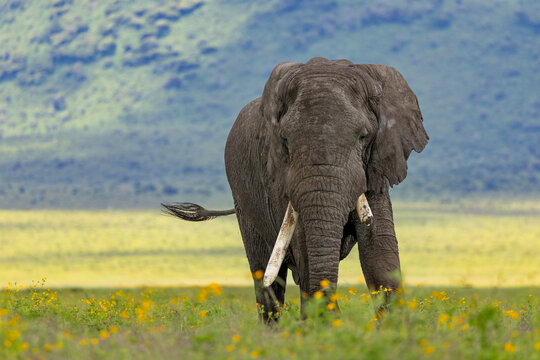 Tusks And Wildflowers In Tanzania