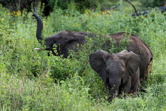 Elephants Hidden Within Lush Vegetation