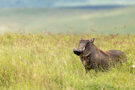 A Warthog Hidden In Tall Grass