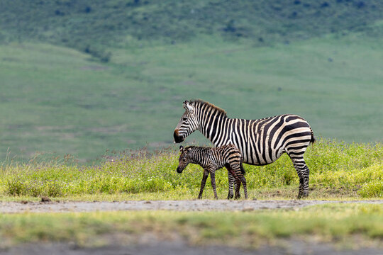 Mother Zebra Walking With Her Foal