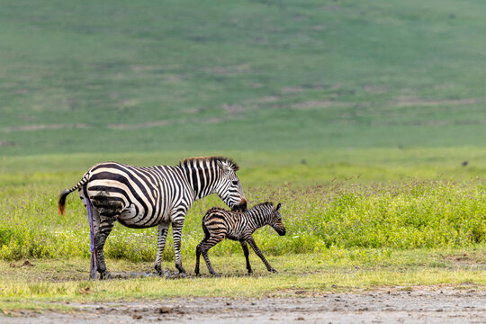 Mother Zebra Guiding Her Newborn Foal