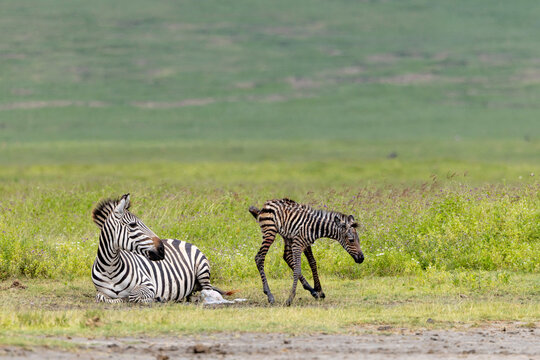 Newborn Zebra Taking Its First Steps