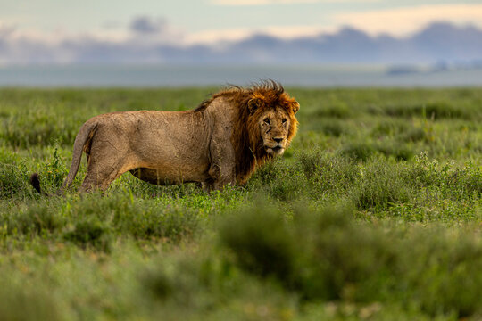 A Solitary Lion In Tanzania