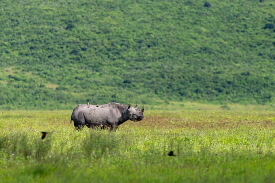 Rhino Crossing The Ngorongoro Floor