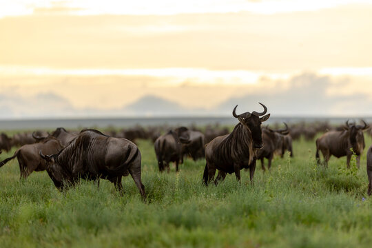 Wildebeest Beneath The Serengeti Sunset