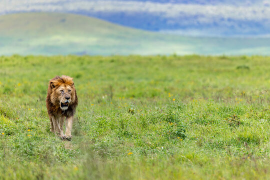 A Lion King Crossing The Plains