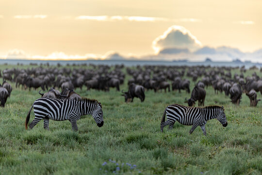 Zebras Among The Great Migration Herd