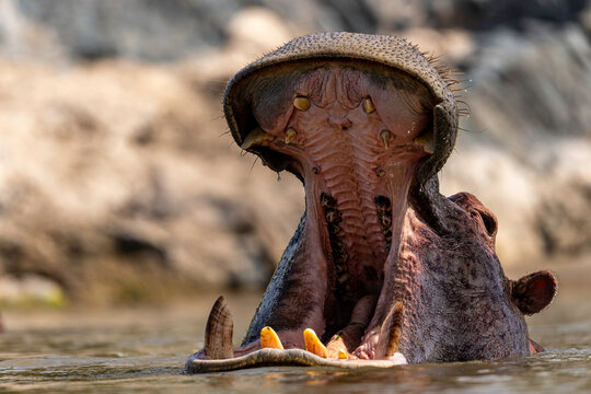 Massive Hippo Reveals Enormous Open Jaws