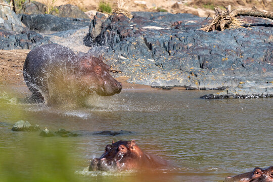 Charging Hippopotamus Explodes From River Water