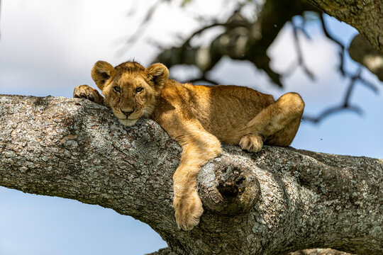 A Lion Between Childhood And Majesty