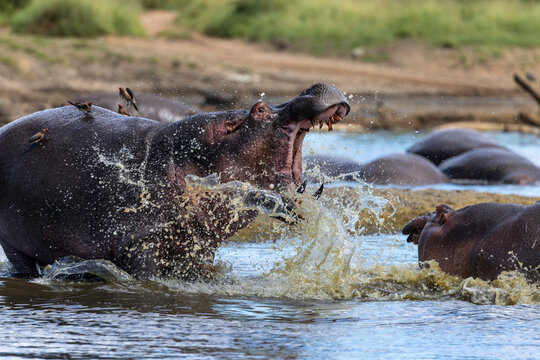 Hippo Clash Erupts In Waters