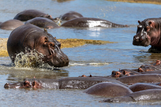 Hippos Gather In River Sanctuary