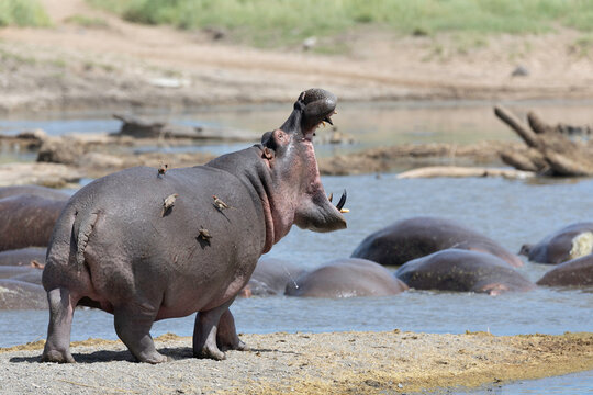 Hippo Roar Echoes Across Waters