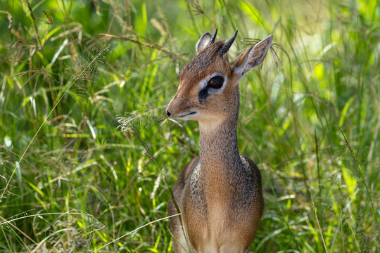 Elegant Dikdik Amid Emerald Grasses