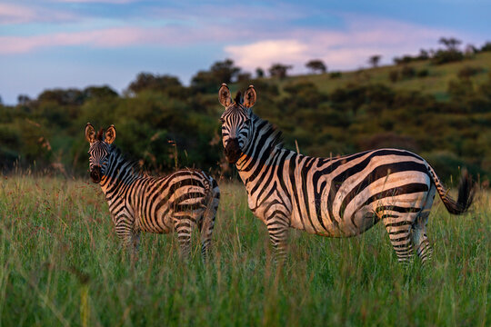 Two Zebras Beneath African Skies