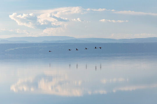 Flamingos Crossing A Mirror Of Light