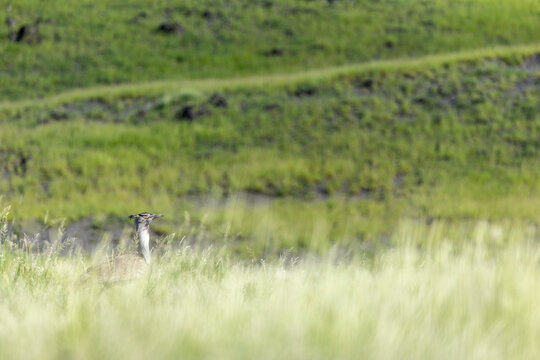 Hidden in the Endless Grasslands