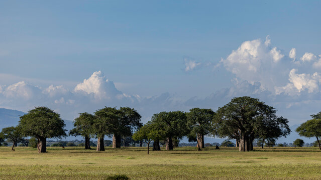 Baobabs Across The Tanzanian Savanna