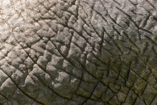 The Geometry Of An Elephant