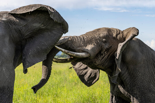Bull Elephants Clash On Tanzanian Plains