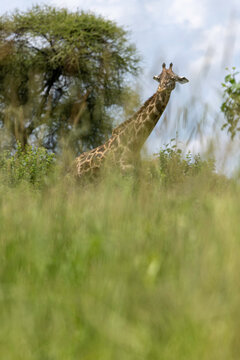 A Giraffe Emerging From The Grass