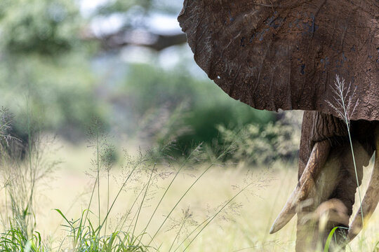 A Glimpse Of An African Giant