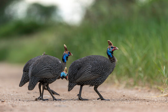 Helmeted Guineafowl Walking Along Safari Track