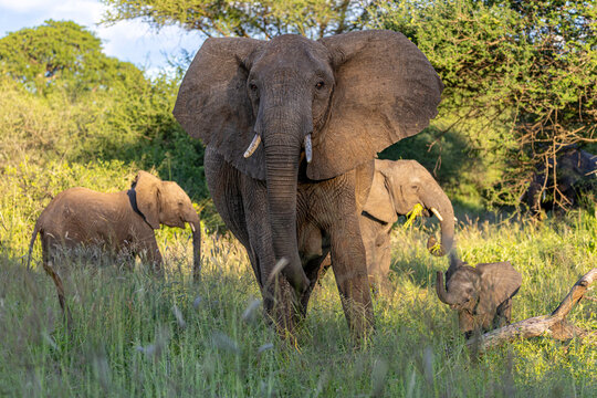 The Matriarch Leads Her Family