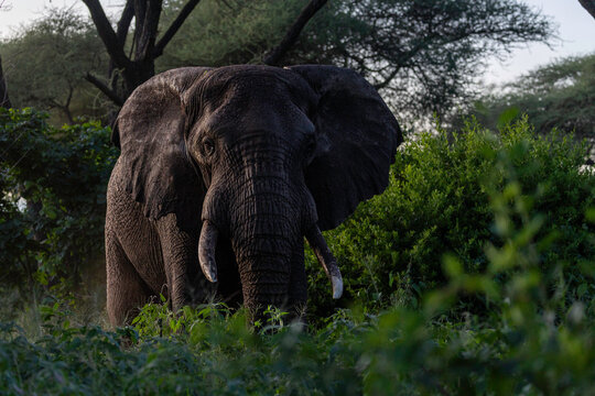 Face To Face With Giants