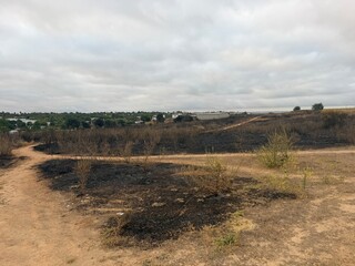 Fototapeta premium Burned grassland with converging dirt paths and green sprouts emerging from blackened soil