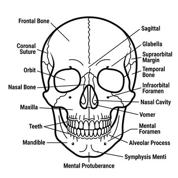 Human skull anatomy labeled diagram frontal view.