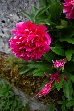 Pivoine herbac&eacute;e en floraison