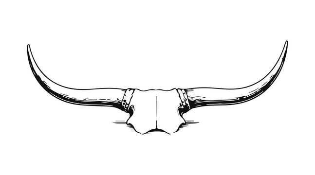 Simple hand drawn bull animal longhorn sketch, engraved horn hunting trophy illustration clip art