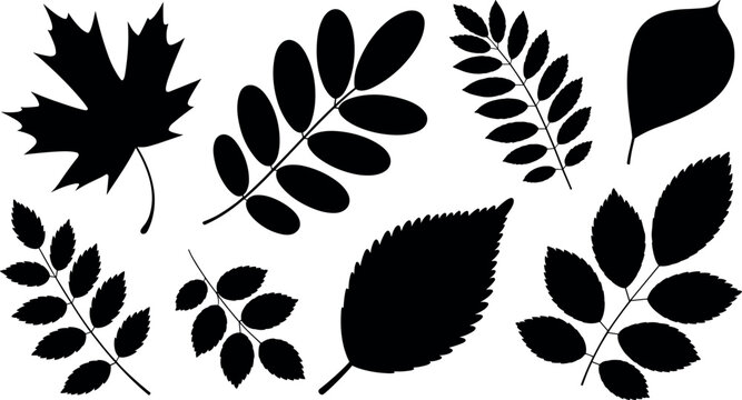 Black leaf silhouettes set vector illustration with maple rowan elm and birch tree leaves isolated on white background for design