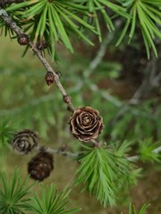 Obraz premium Macro shot of a beautiful dry larch cone looking like a wooden rose among green needles
