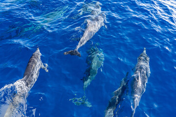 Naklejka premium Spinner dolphin (Stenella longirostris) is a small dolphin found in off-shore tropical waters around the world. Lehua Channel between Lehua Island (Lehua Crater) and Niihau Island. Kauai County