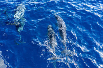 Naklejka premium Spinner dolphin (Stenella longirostris) is a small dolphin found in off-shore tropical waters around the world. Lehua Channel between Lehua Island (Lehua Crater) and Niihau Island. Kauai County