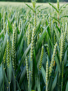 green wheat field