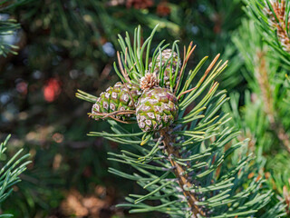 branch of a pine © SK