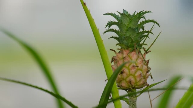 close up of ornamental pineapple planted in the yard