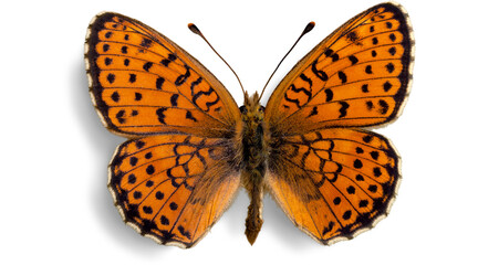 butterfly isolated on white © dword