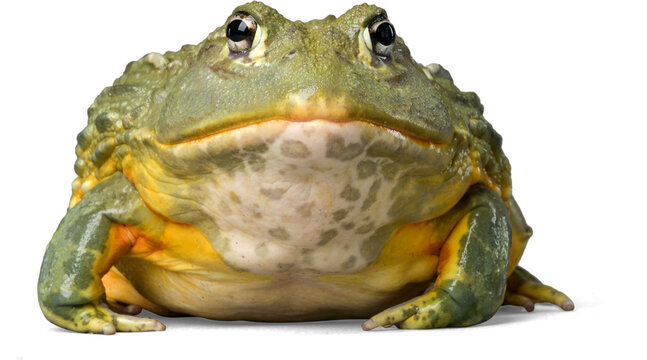frog, toad, bullfrog PNG on Transparent background