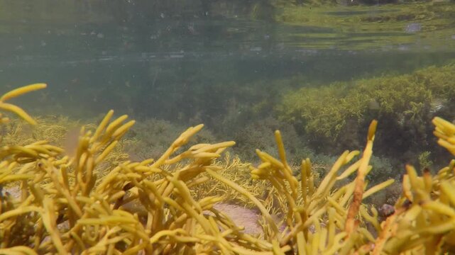 Underwater view of yellow seaweed gently swaying in clear shallow coastal water