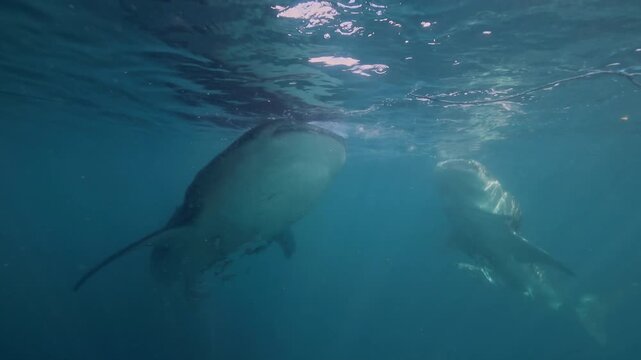 underwater footage of giant whale sharks (Rhincodon typus) filter feeding at the surface. Shot on Insta360 Ace Pro 2 in the clear blue waters of Saleh Bay, Sumbawa, Indonesia