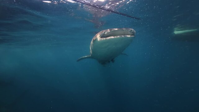 4K underwater footage of a giant whale shark hanging vertically in the water while suction feeding at the surface. Shot on Insta360 Ace Pro 2 in Saleh Bay, Sumbawa, Indonesia.
