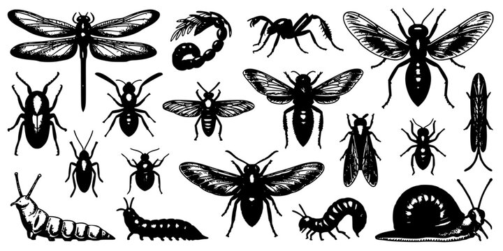 Insects and Larvae in Black and White Illustration Style Featuring Vector, Dragonfly, Ant with Wasp and Beetle Elements for Caterpillar, Snail
